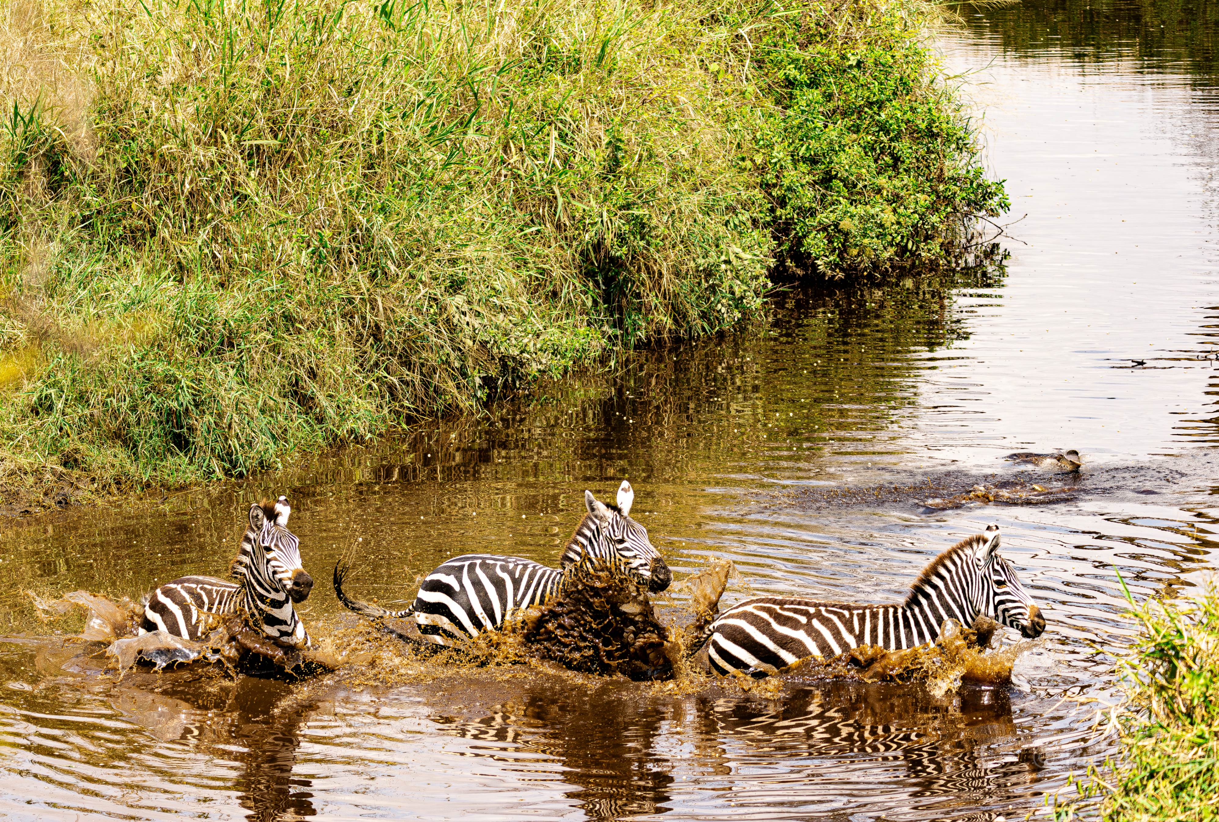 Zebra kicking up some mud